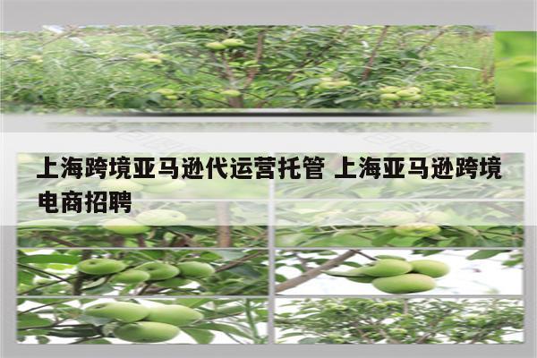上海跨境亚马逊代运营托管 上海亚马逊跨境电商招聘