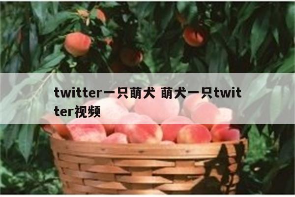 twitter一只萌犬 萌犬一只twitter视频