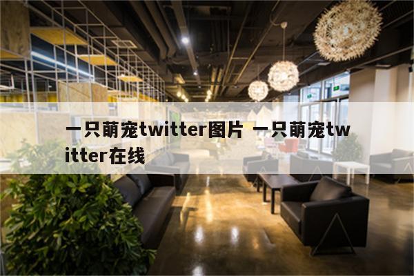 一只萌宠twitter图片 一只萌宠twitter在线