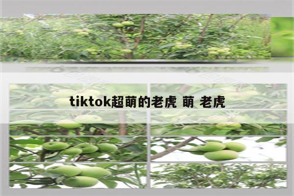 tiktok超萌的老虎 萌 老虎