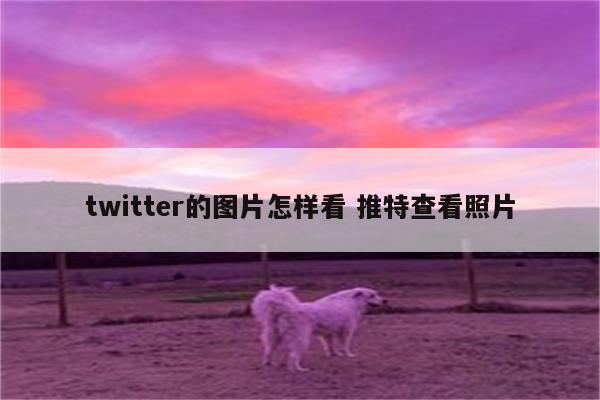 twitter的图片怎样看 推特查看照片