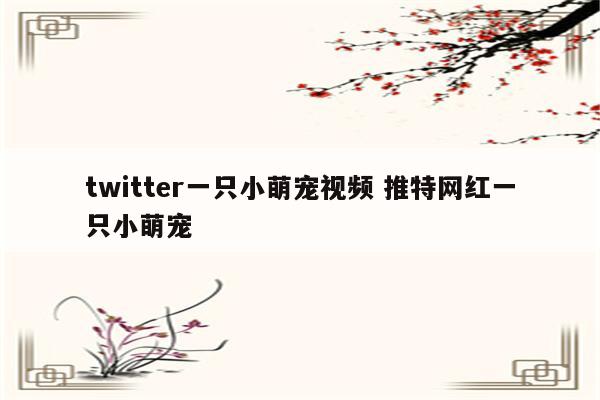 twitter一只小萌宠视频 推特网红一只小萌宠